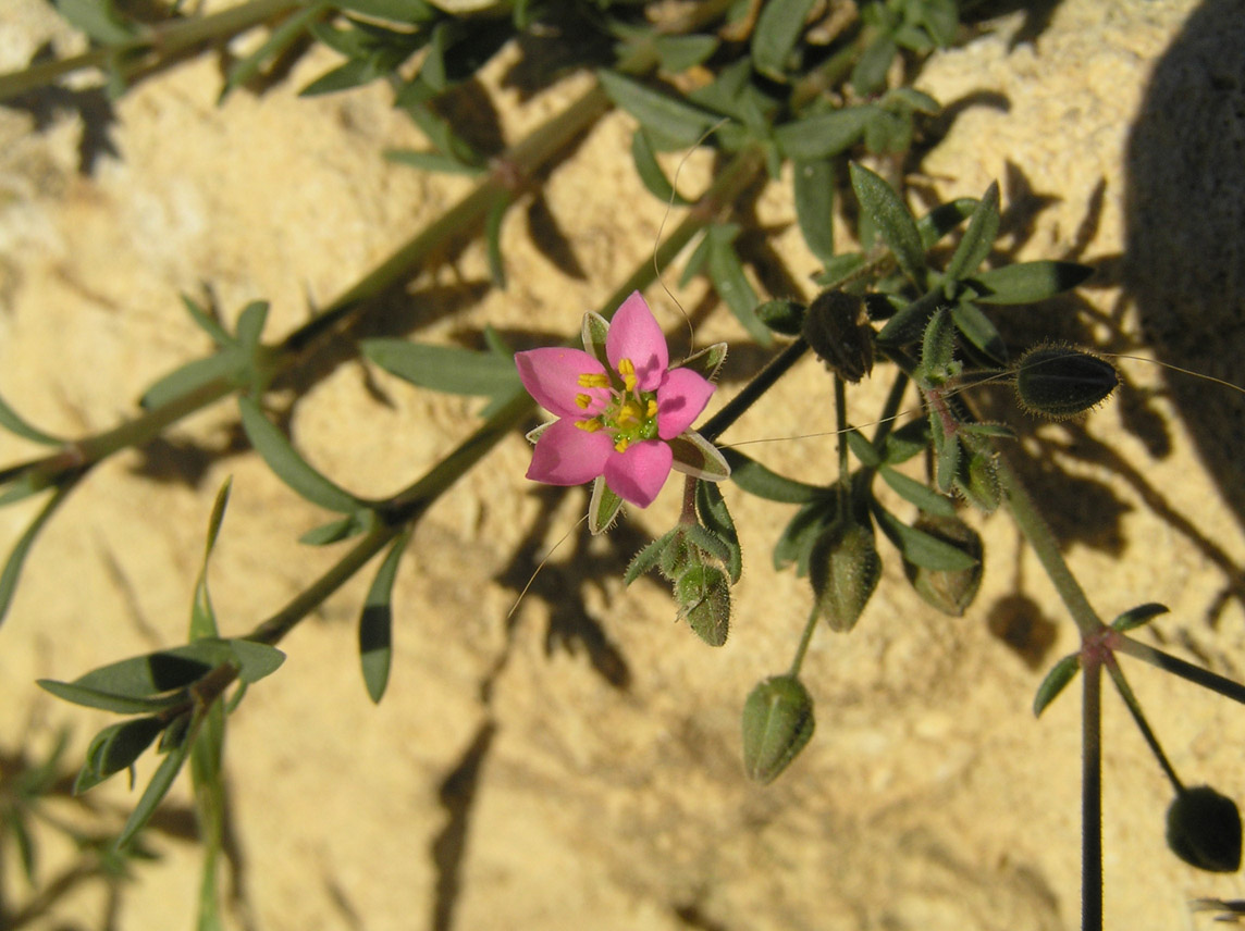 Rhodalsine geniculata / Minuartia ginocchiata